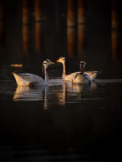A family of Bar-headed Geese swimming in the golden light of the evening at Surajpur. The warm, low light creates beautiful reflections and a serene atmosphere.