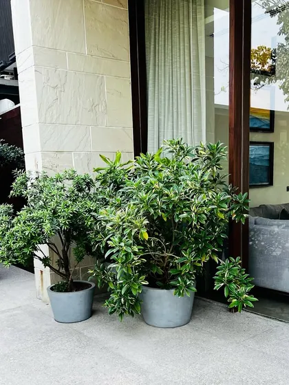 Simple potted plants against a stone wall, demonstrating how even small touches of green can enhance the architecture.
