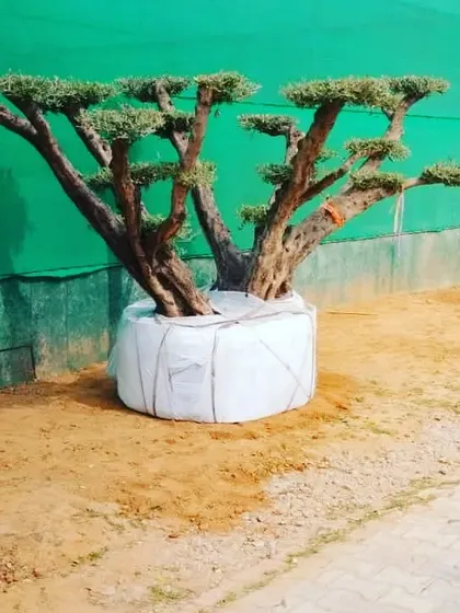 An imported olive bonsai, ready for delivery. These trees are wrapped carefully to protect their root ball during transport.