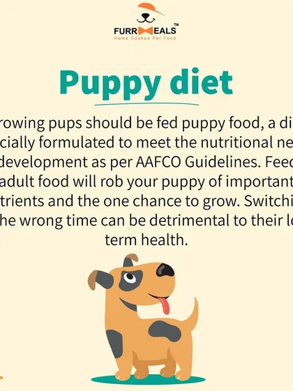 This extensive library of educational content covers everything a pet parent needs to know, from the benefits of turmeric and moringa to tips for hydration, sleep, dental health, and raising a new puppy.