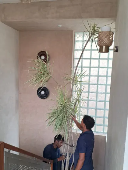 My team carefully maneuvering a tall, slender Dracaena plant down a staircase, showcasing the logistics of installing large indoor plants in multi-story homes.