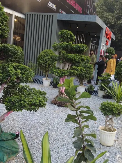 Another view of the outdoor landscaping I provided for the FOAID 2024 exhibition, featuring a variety of our best bonsai trees and other large plants.