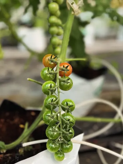 A beautiful cluster of cherry tomatoes beginning to ripen on the vine. This is the satisfying result of careful cultivation and nutrient management.
