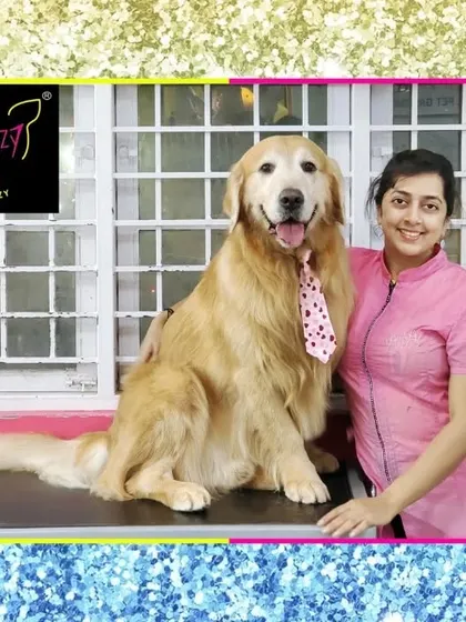 Danny the Golden Retriever is looking dashing. His coat is fluffy and clean, and the polka-dot tie adds a touch of fun.