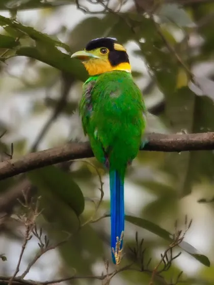 The Long-tailed Broadbill is a truly unique bird of the Himalayas. Its bright green body, yellow face, and long blue tail make it look like a creature from a fantasy story.
