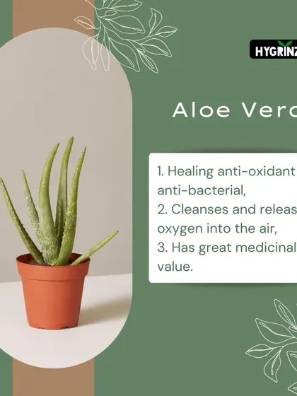 Aloe Vera is a must-have for its healing, anti-bacterial properties. It also cleanses the air by releasing oxygen and has great medicinal value.