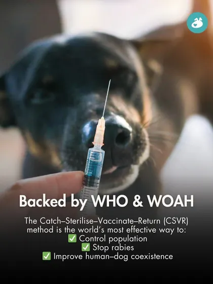The 'Catch-Sterilize-Vaccinate-Return' (CSVR) method is backed by the World Health Organisation (WHO) and World Organisation for Animal Health (WOAH) as the most effective way to manage street dog populations and stop rabies.