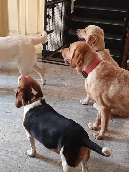 The pack is naturally curious. Here, a group including Labradors and a beagle investigate a new arrival, learning to greet newcomers with calm curiosity.