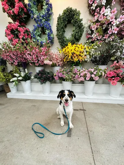 This is Jude, a little wild child who learned basics and boundaries with us. She's a quick learner and is now a well-mannered companion for her family.