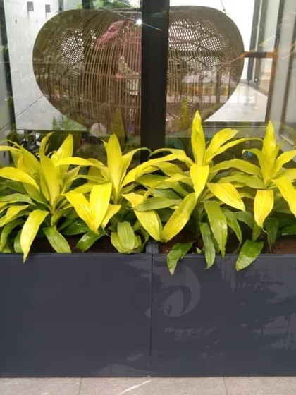 A balcony without greenery looks dull. It's essential to choose the right plants, like these Limelight Dracaena, that can thrive in the lower light conditions of a covered balcony.