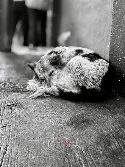 A sleeping street dog curled up on the pavement. This black and white iPhone shot captures a quiet, poignant moment of urban wildlife.