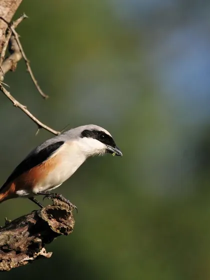 A Long-Tailed Shrike pauses on a tree trunk, showcasing its unique markings. Each walk offers a new chance for a special sighting.