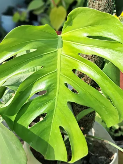 A beautiful Monstera leaf climbing up a moss pole. I can show you how to use supports to help your climbing plants thrive.