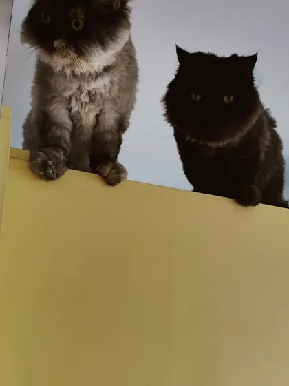 Two fluffy friends, one grey and one black, peering down from a high perch. They love observing everything from above.