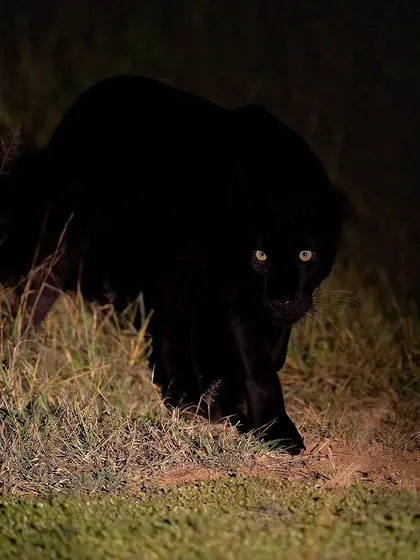 A direct, powerful gaze from the black panther during a night safari. These encounters are what make my Laikipia expeditions so thrilling.