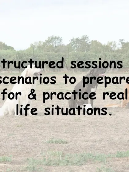My group classes are not a free-for-all. I design structured sessions and create scenarios that prepare you and your dog for real-life situations you might encounter on your daily walks.