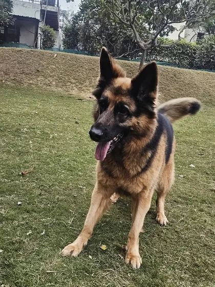 A handsome German Shepherd, alert and happy after a good run. The open space allows these intelligent dogs to thrive.