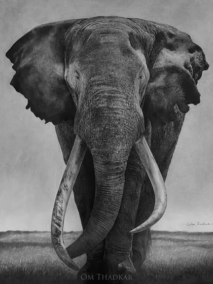 I present 'Gajraaj', a tribute to the sheer power and majesty of the elephant. My goal with this large-scale charcoal drawing was to render every wrinkle and the weathered texture of the tusks, conveying a sense of ancient wisdom and enduring strength.