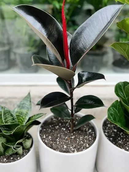 A classic trio of popular indoor plants in clean white ceramic pots. This set includes a Snake Plant, a Black Prince Rubber Plant, and a Fiddle Leaf Fig, perfect for a modern office or home.