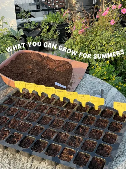 Getting ready to plant my summer vegetables. A seedling tray filled with my special mix of cocopeat and compost is the perfect start for growing healthy saplings.