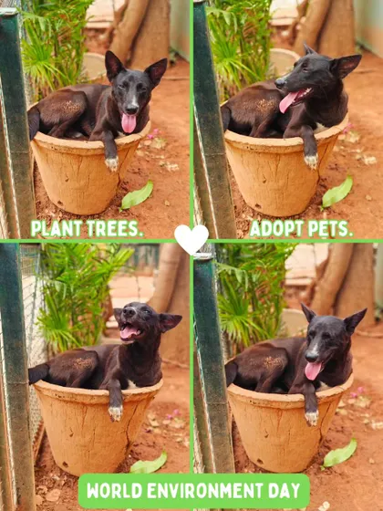 On World Environment Day, our resident dog Shadow has a simple message: Plant trees and adopt pets. Here he is, enjoying a moment in a planter, reminding us of the simple joys of nature and companionship.
