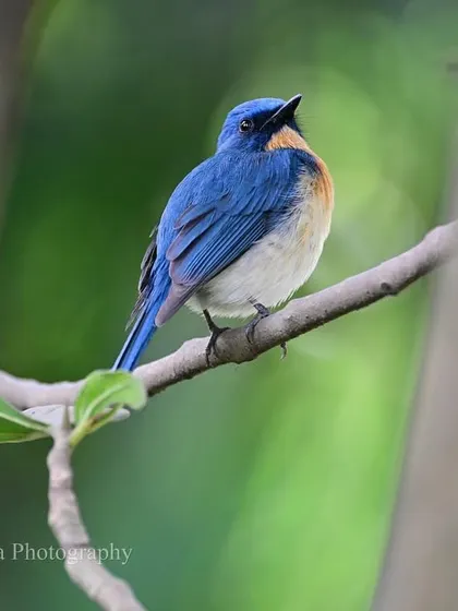The Tickell’s Blue Flycatcher, a vividly plumaged bird, seen here peeking from behind a tree trunk. It loves shaded tree-cover, where it plays an energetic game of hide and seek while hunting for insects.