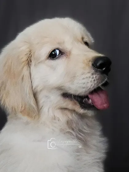 A golden retriever puppy with its tongue out. The simple grey background keeps all the focus on the adorable subject.