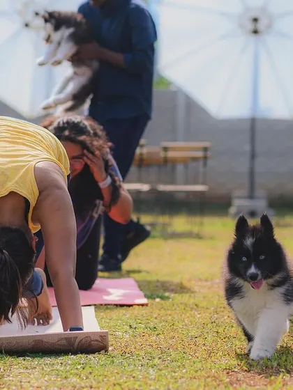 A playful puppy adds an extra challenge (and a lot of fun) to this yoga pose.