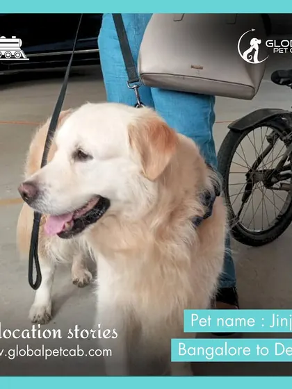 Jinjoy, a beautiful Golden Retriever mix, waits patiently at the station for his train journey from Bangalore to Delhi. We handle all pets with care, ensuring they are calm before boarding.