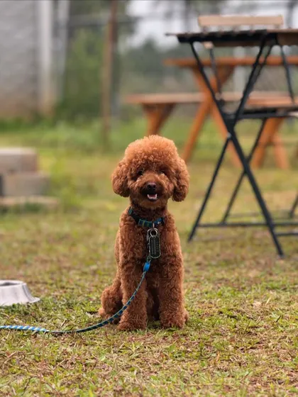 A perfectly groomed poodle smiling for his portrait. We welcome dogs of all breeds and sizes.