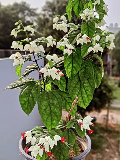 A side view of the blooming Bleeding Heart.