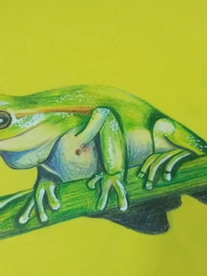A student's drawing of a green tree frog, showing wonderful color blending and detail.