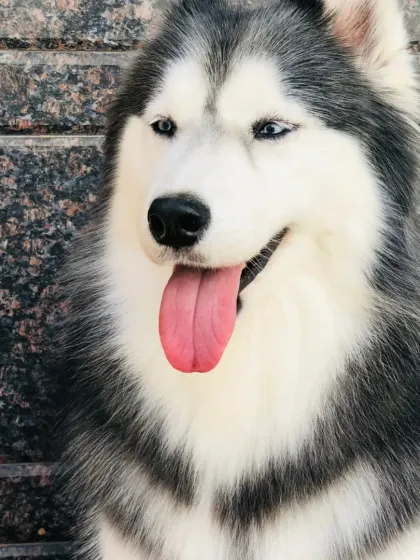 A perfect Husky portrait. Their coats are beautiful, and we help with regular grooming.