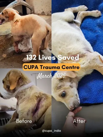 In March 2025, we saved 132 lives. This collage shows a puppy's journey from a severe leg injury to a happy, healthy pup.