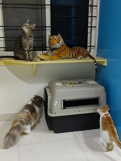 A small get-together by the window. The cats are curious about the carrier, while one friend sits regally on the shelf next to a toy tiger.