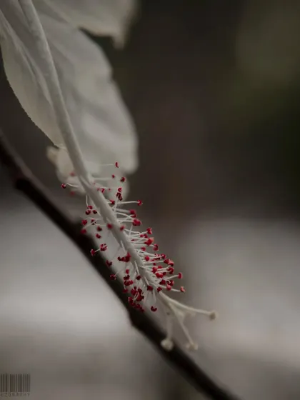 The delicate stamen of a white hibiscus flower. The selective focus and muted background create a soft, artistic floral portrait.
