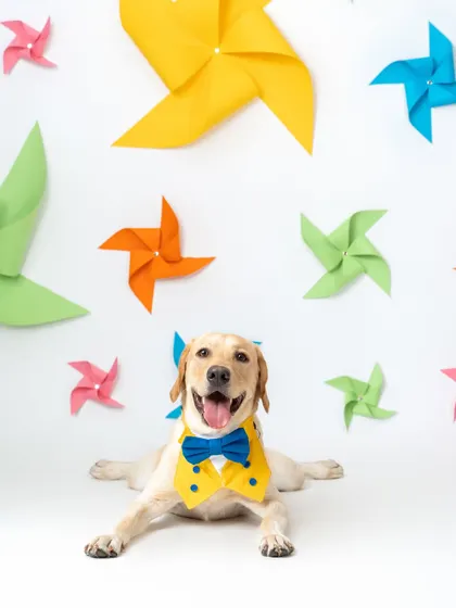 Dressed in his Sunday best! This happy Labrador, with his yellow vest and blue bowtie, was a perfect model in our bright and cheerful pinwheel studio session.