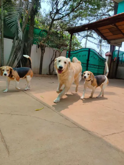 The pack is on the move. Group activities like this help dogs build confidence and learn positive social cues from each other.