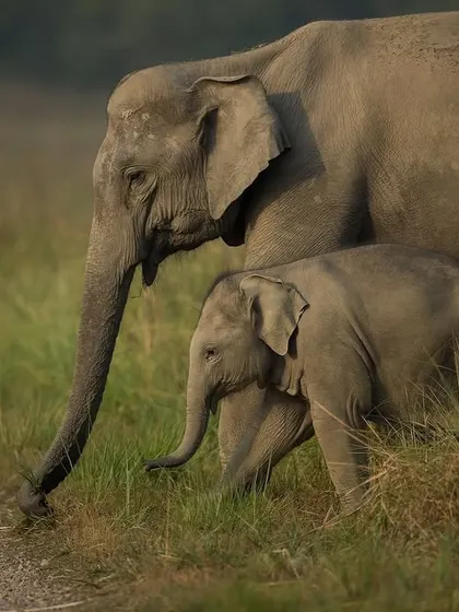 An elephant mother and her calf, a tender moment that showcases the strong family bonds within the herd.