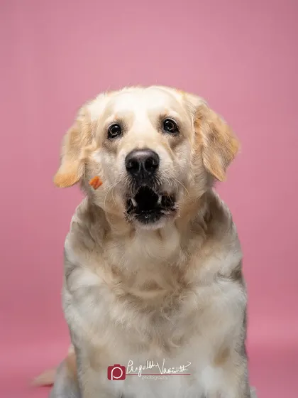 Mid-catch! The concentration is intense as the treat flies towards its destination. These action shots in the studio are always a client favorite.