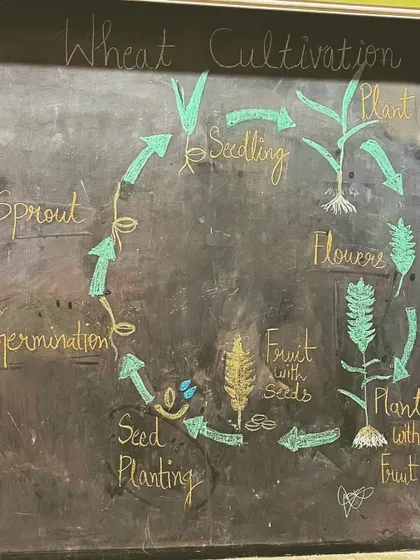 I use the blackboard to draw the life cycle of a wheat plant, from seed planting to germination and harvest, making biology visual and clear.