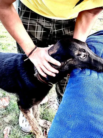 This is Aslan, a young male from my own breeding of Max and Thunder. He has the structure, confidence, and genetics to be my next champion stud dog.