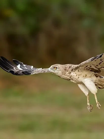 A duplicate of image 100, offering a clear view of the eagle's impressive flight and its unusual prey.