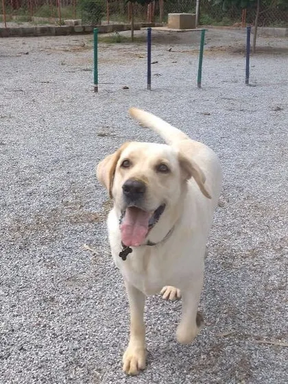 This Labrador is ready for more fun. Our facility is designed to keep dogs happy and active throughout their stay.