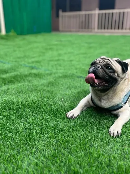 A pug relaxing on the artificial grass, tongue out and happy. The turf is a comfortable surface for lounging.