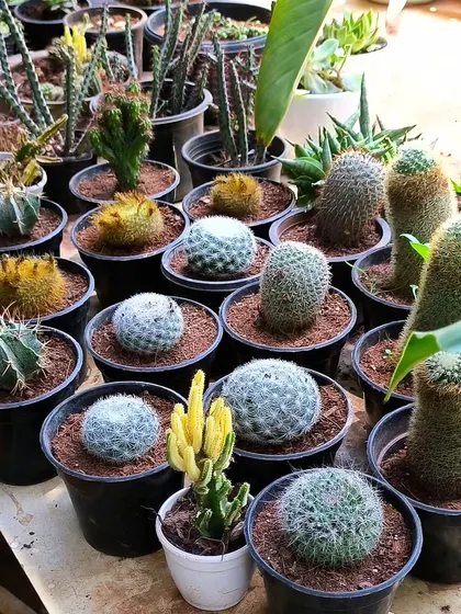 There is something special about a cactus. We have a wide range of shapes and sizes, from fuzzy globes to tall columns.