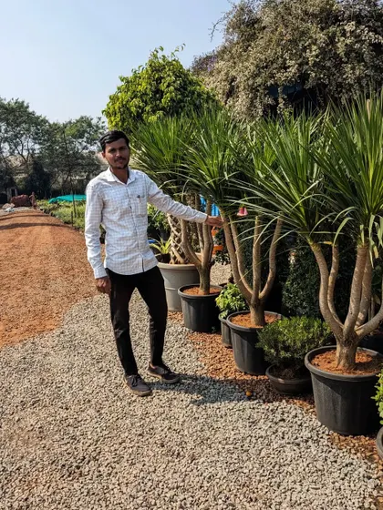 Here I am at a nursery next to some mature Dracaena plants. Sourcing well-established plants like these allows us to provide instant impact for our clients' gardens.