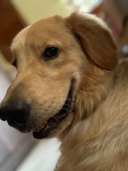Milo's sweet face, now a permanent part of a loving family. Thank you to his adopters for choosing to rescue.