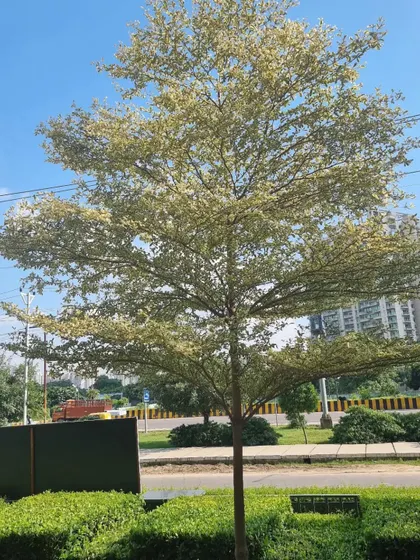 Selecting the right tree is essential for creating a focal point. This Terminalia tree, with its distinct layered branches, stands as a beautiful specimen against the sky. It's an excellent choice for modern landscapes that require trees with strong architectural form.