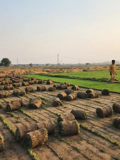 A scenic view of our turf farm at sunset, with harvested rolls ready for morning delivery.